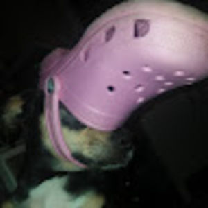 Meet your Posher, Niles